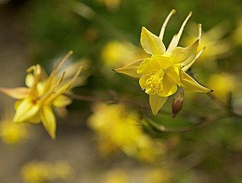 《盗贼之海》新冒险活动“被遗忘的猎人” 6月30日上线